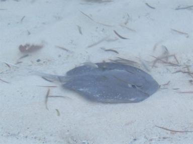 ray
