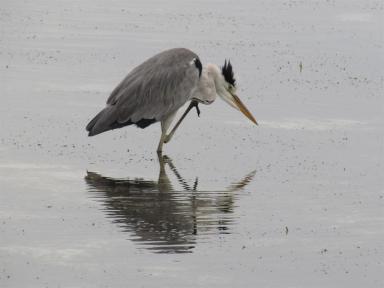 crazyheron