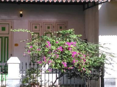 shutters&flowers