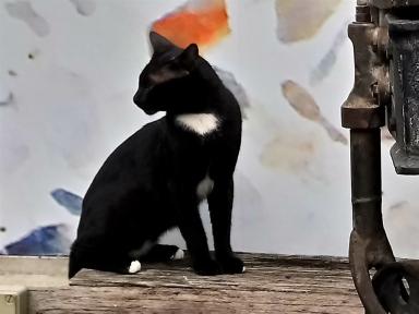 cat