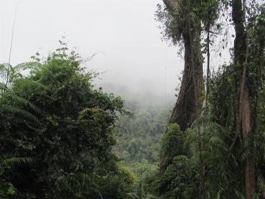 foliage2