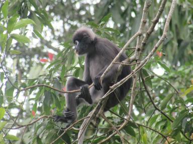 monkeyintree