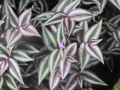 purpleflower