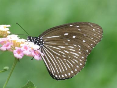 butterflyonpinkflower