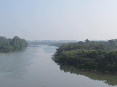 mangroves1