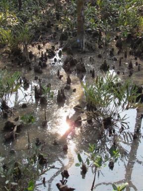 mangroves4