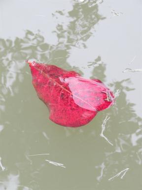 floatingleaf
