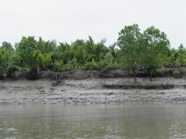 mangroves