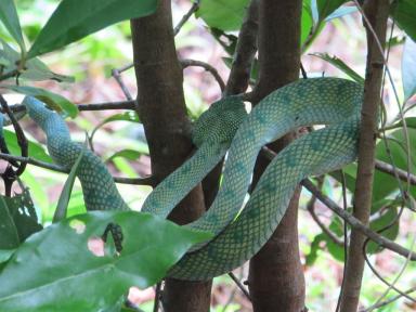viper
