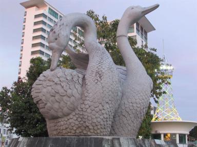 swan3