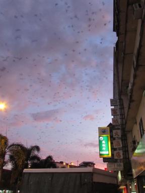 birds1
