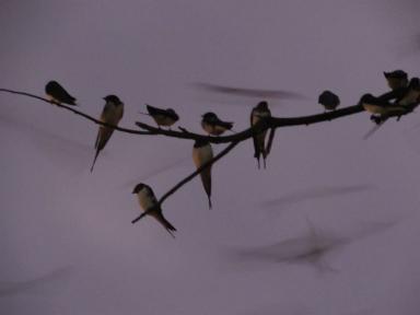 birds3