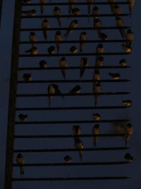 birds2