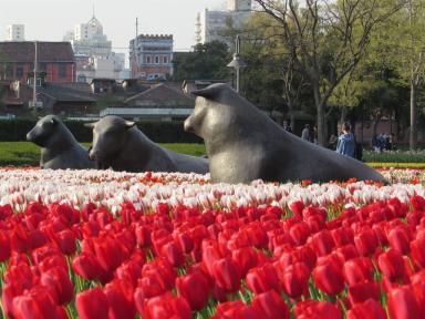 cows&tulips