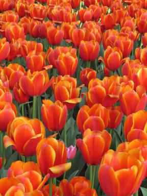 tulips2