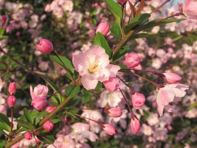 blossom