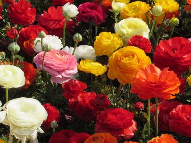 roses