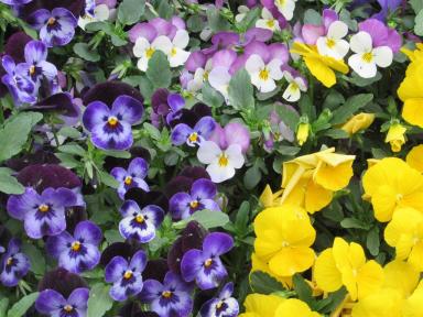 pansies
