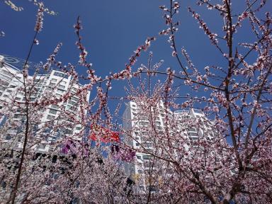 blossom