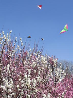 kites&blossom