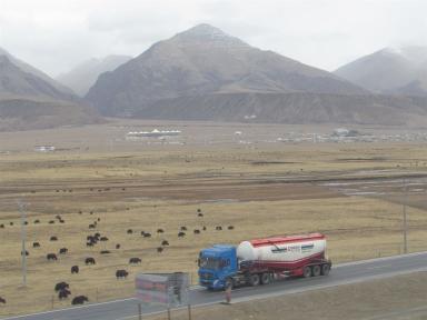 yaks