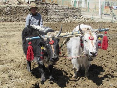 ploughing