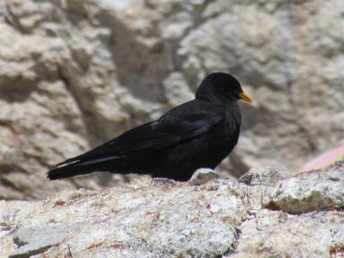 bird