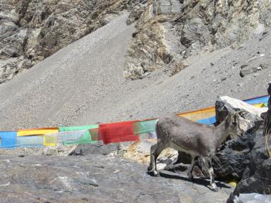 flags&goat