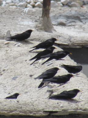 birds