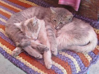 kitties