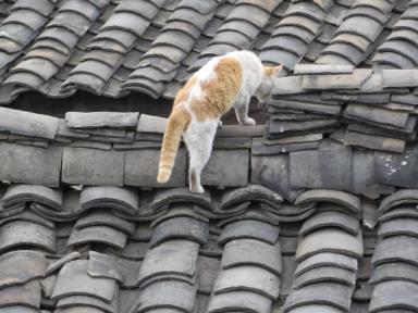 cat
