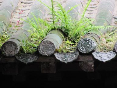 roofgarden