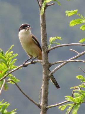 bird