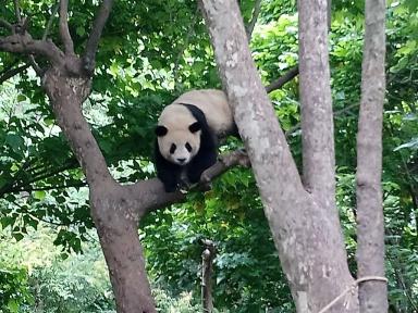 pandatree