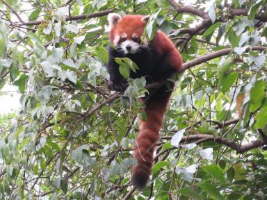 redpanda