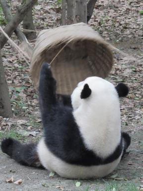 panda&basket2