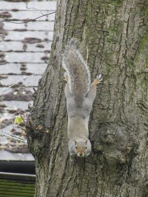 squirrel