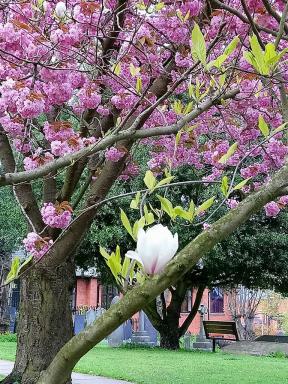 magnolia