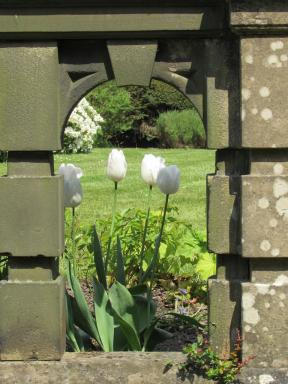 tulip