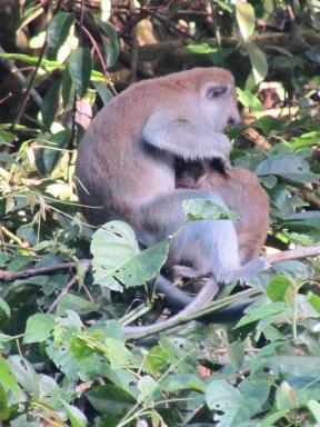 macaques