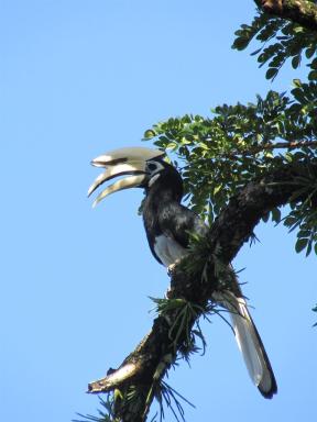 hornbill