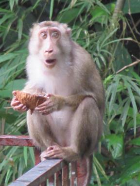 monkey&coconut