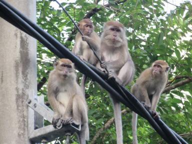 monkeys