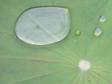 lilypad&drops2