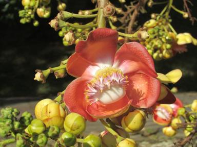 rosething1