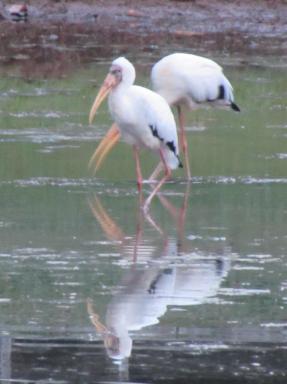 storks
