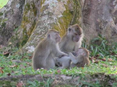 3monkeys