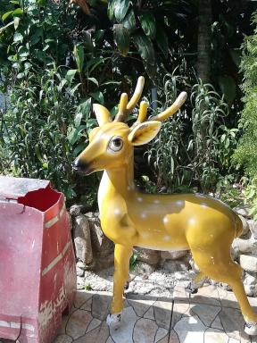 deer