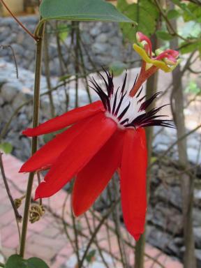 spikyflower