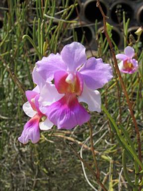 pinkflower